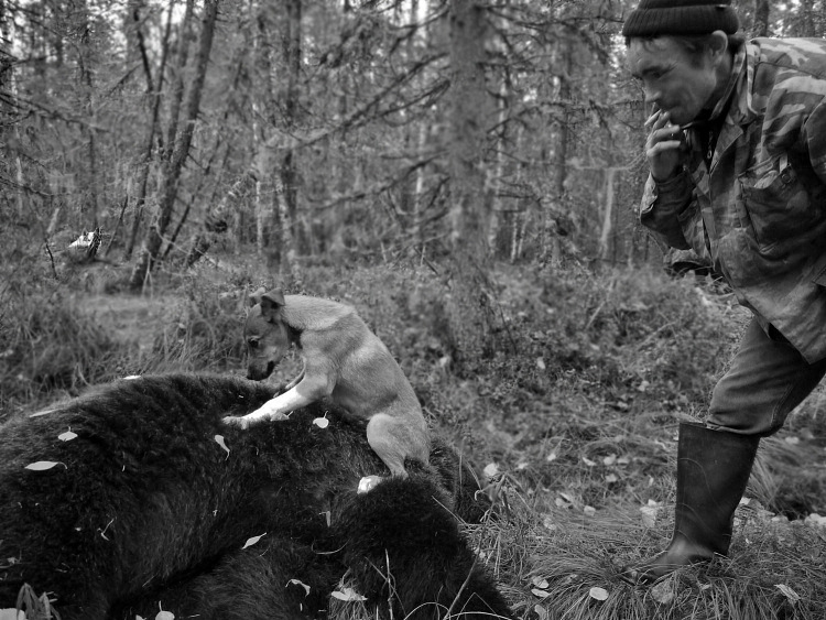 Унтя посадил щенка на медведя, чтоб тот привыкал к запаху и не боялся в будущем. Бедолага чуть не обделался. 